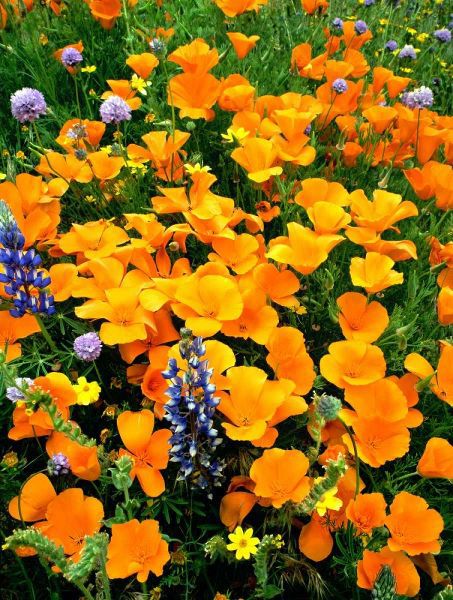 CA, Gorman Field of poppies and Lupines